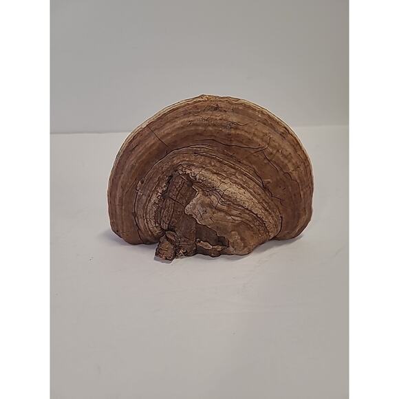 Handpainted Pheasant on Petrified Wood Art Signed FA 5" x 3" - Picture 5 of 11